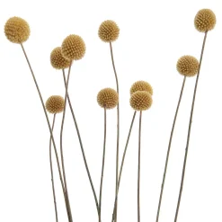 Butlers Kunstpflanzen|Trockenblumen-FLOWER MARKET Trockenblumen Craspedia