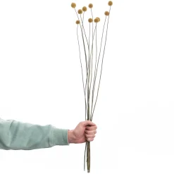 Butlers Kunstpflanzen|Trockenblumen-FLOWER MARKET Trockenblumen Craspedia