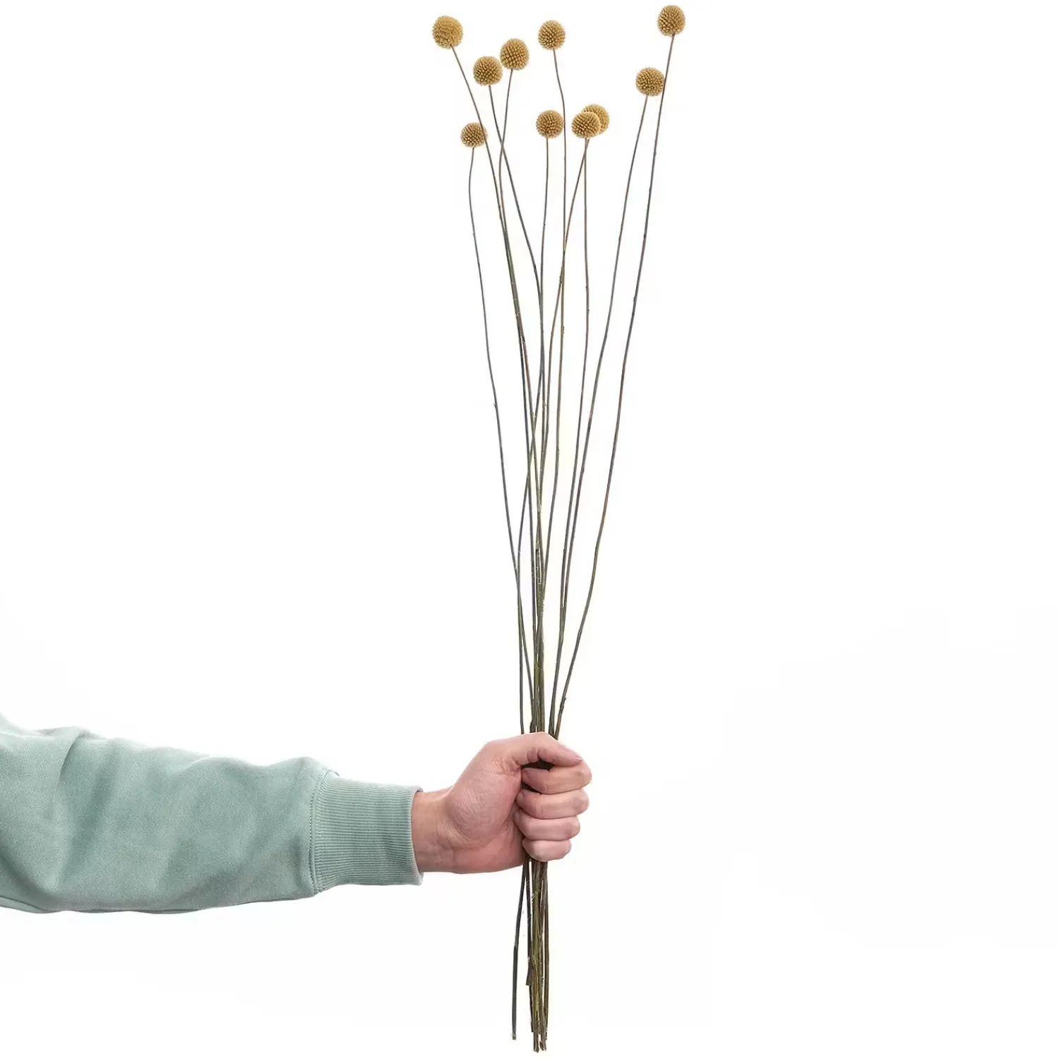 Butlers Kunstpflanzen|Trockenblumen-FLOWER MARKET Trockenblumen Craspedia